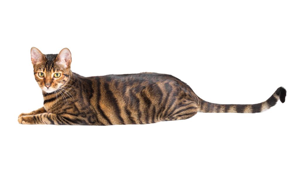Toyger