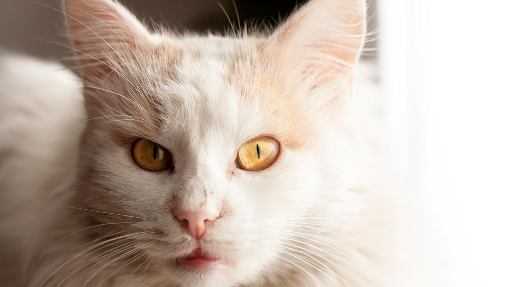 Turkish Angora