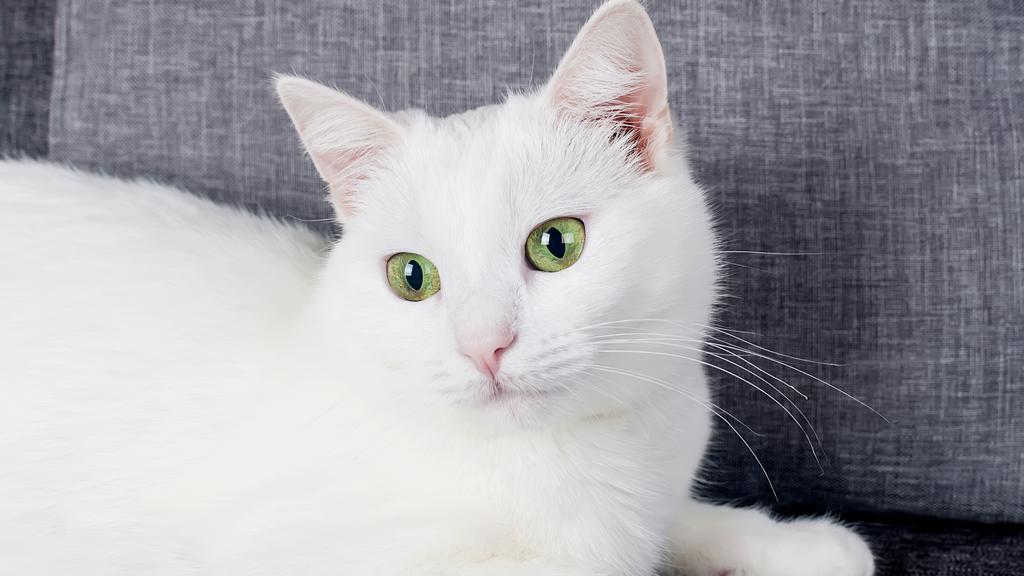 Turkish Angora