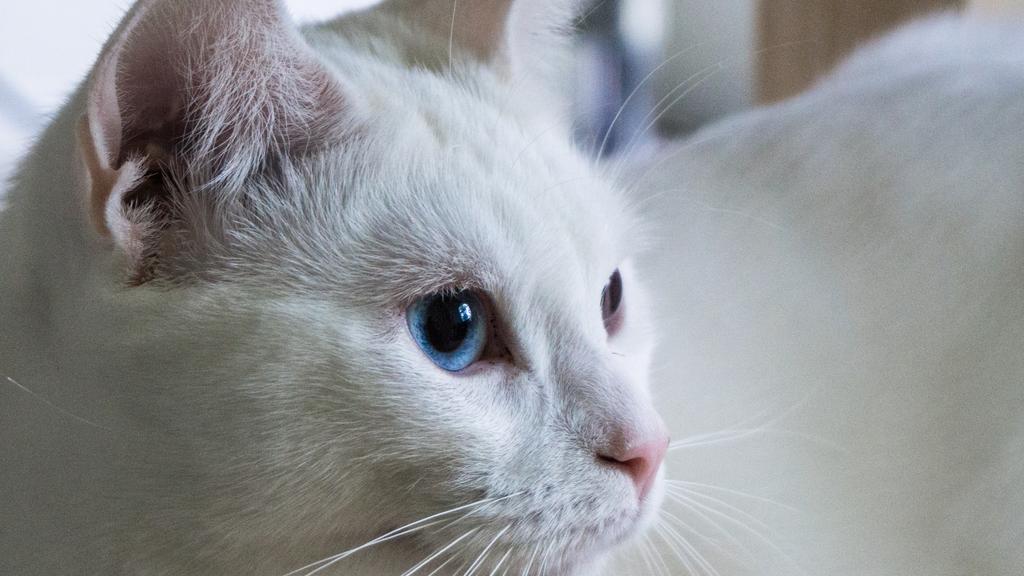 Turkish Angora