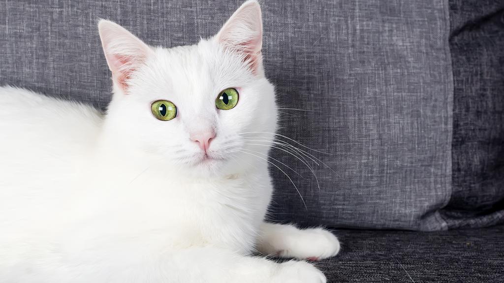 Turkish Angora