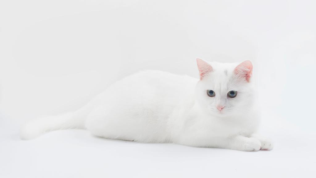 Turkish Angora