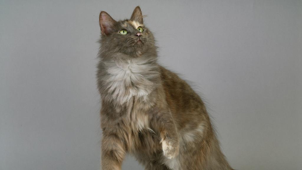 Turkish Angora