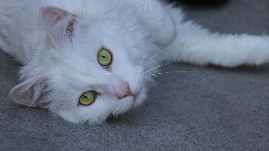 Turkish Angora