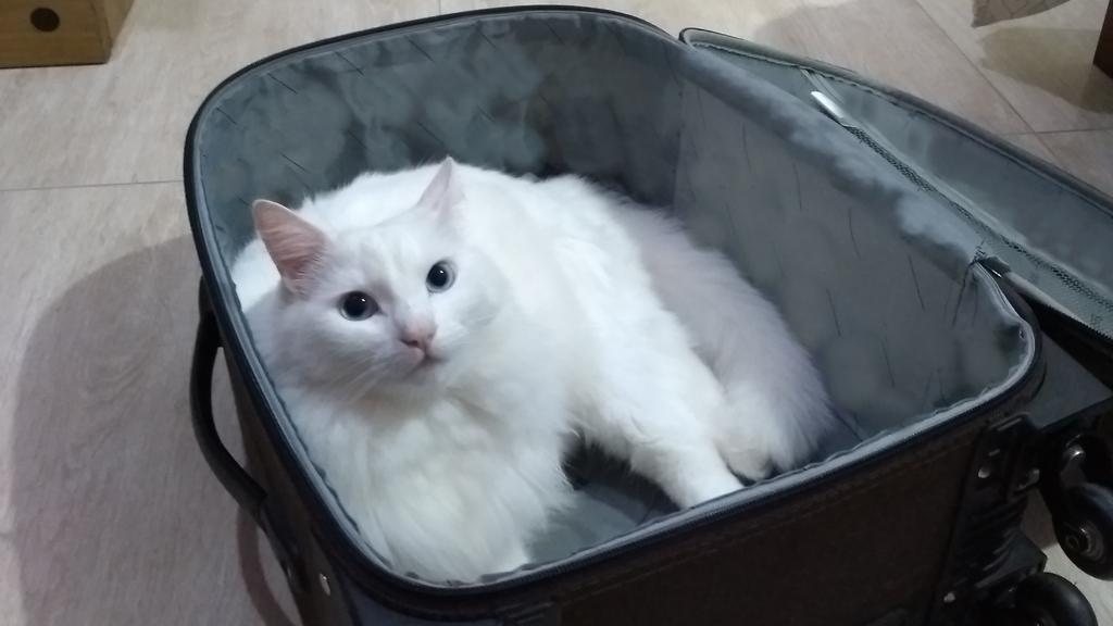 Turkish Angora