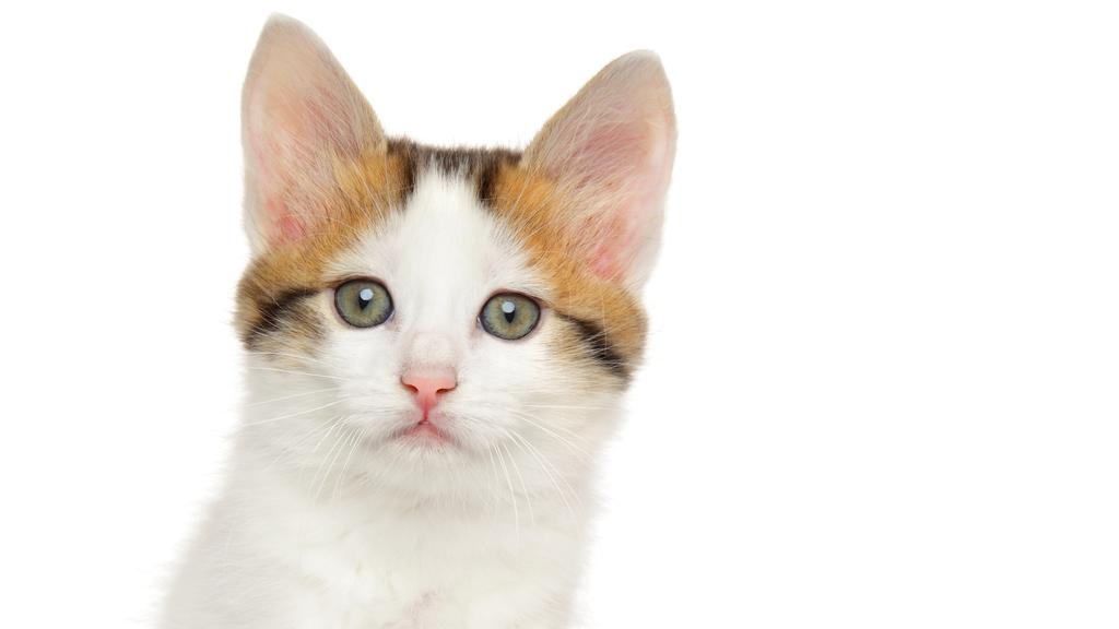 Basic Information icon