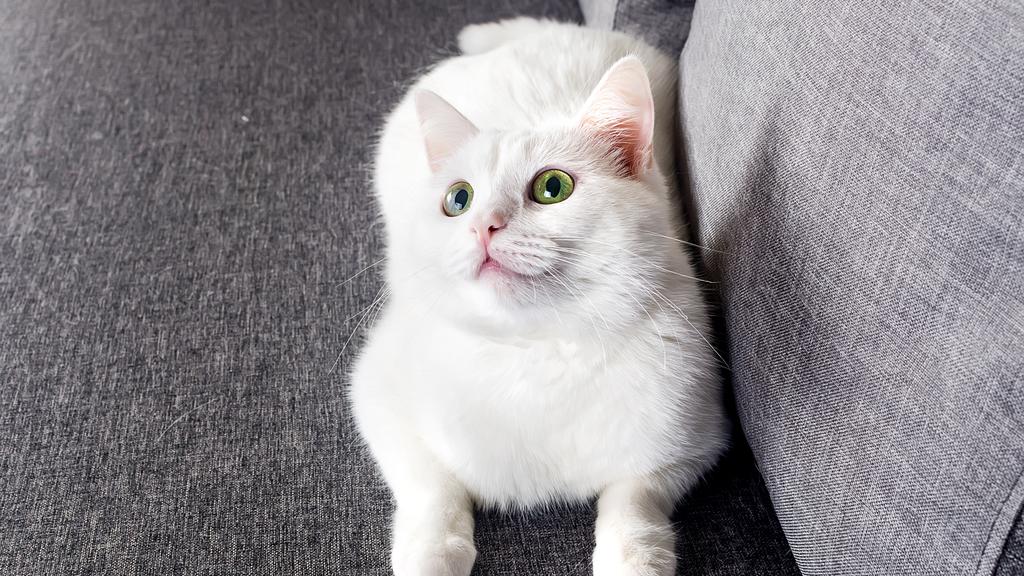 Turkish Angora