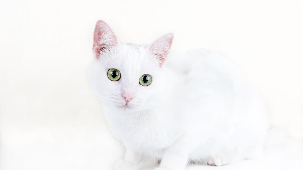 Turkish Angora