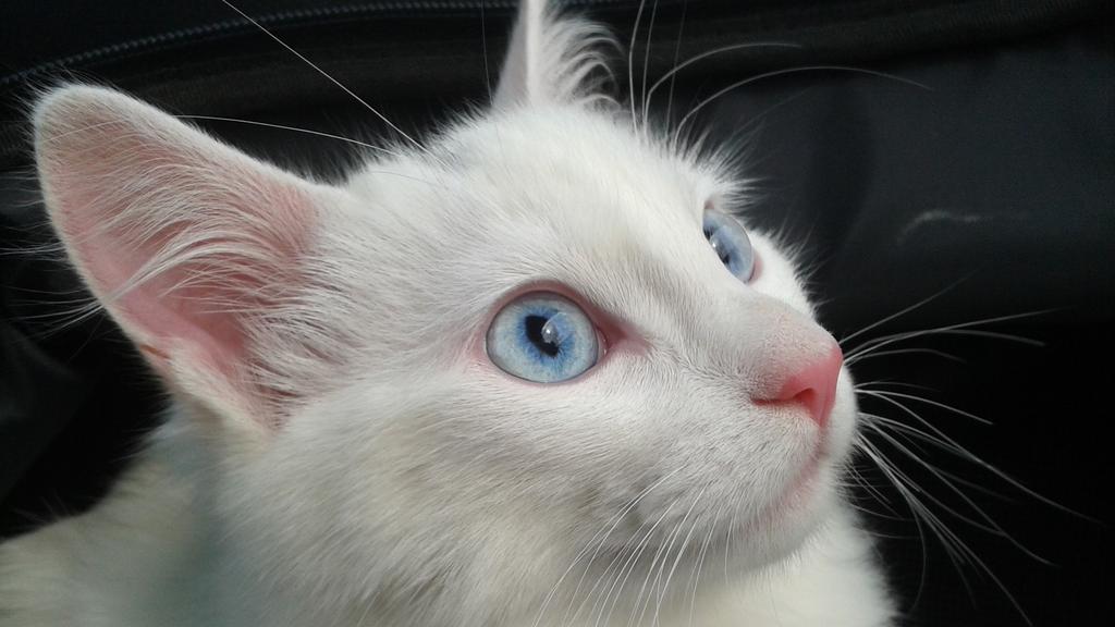 Turkish Angora