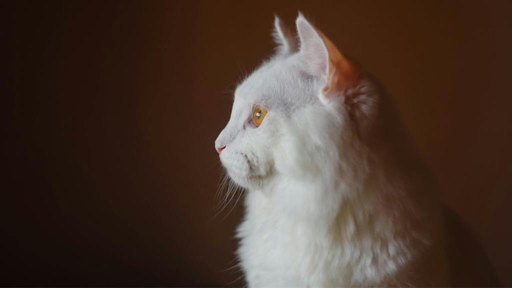 Turkish Angora
