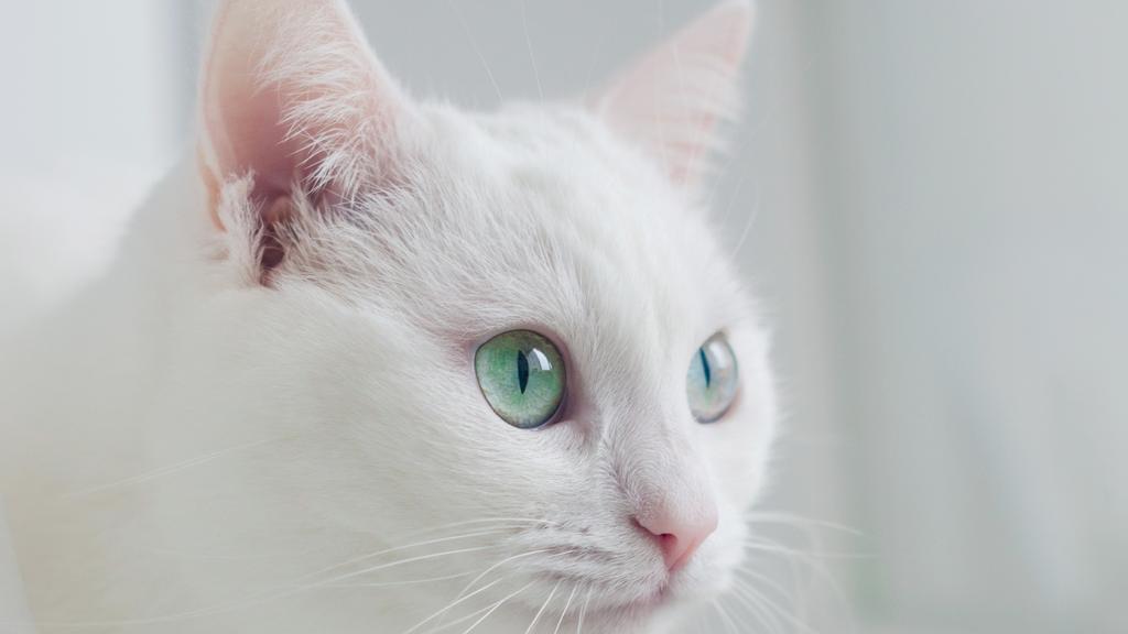 Turkish Angora