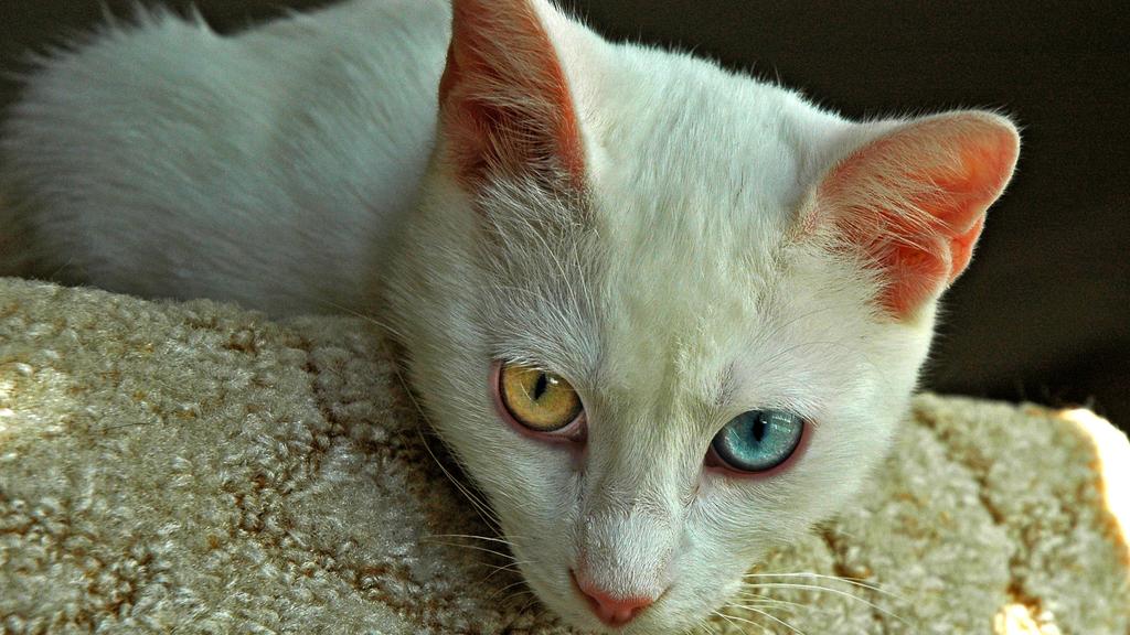 Suitability for First-Time vs. Experienced Owners icon