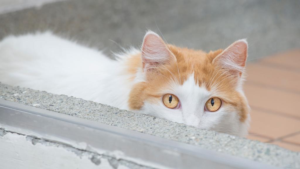 Turkish Van