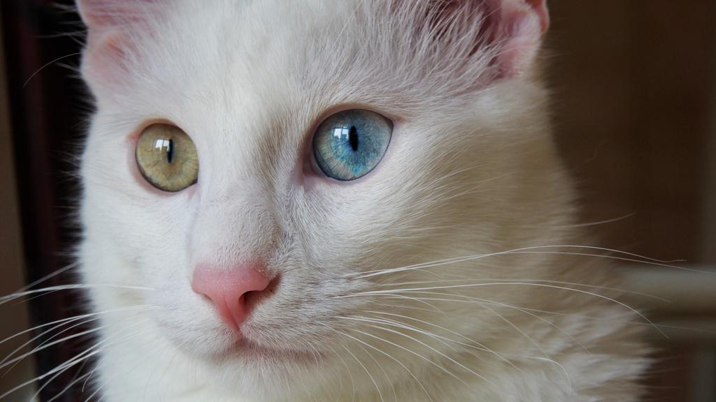 Turkish Van