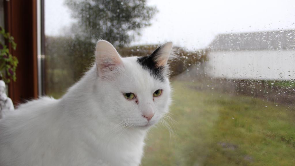 Turkish Van
