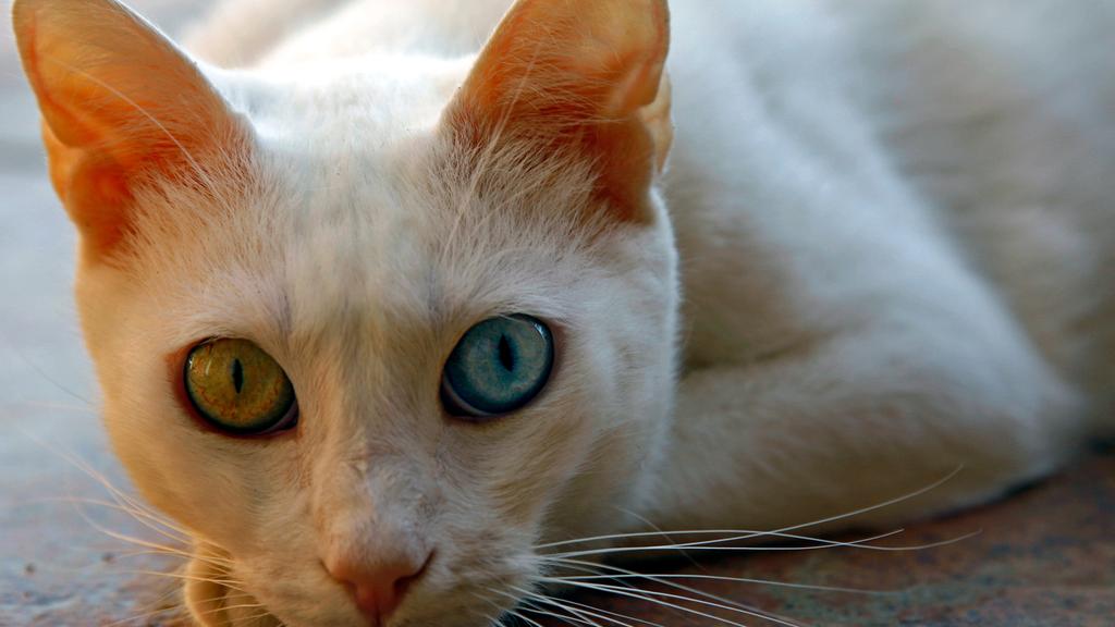 Turkish Van