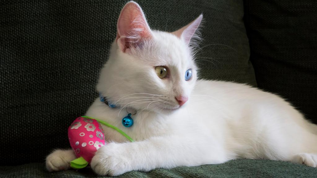 Turkish Van