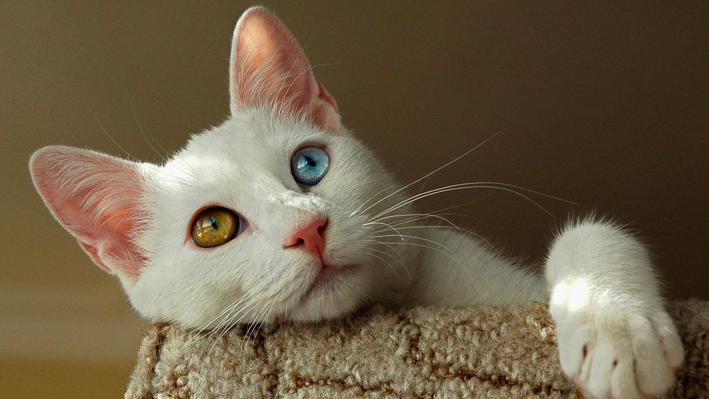 Turkish Van