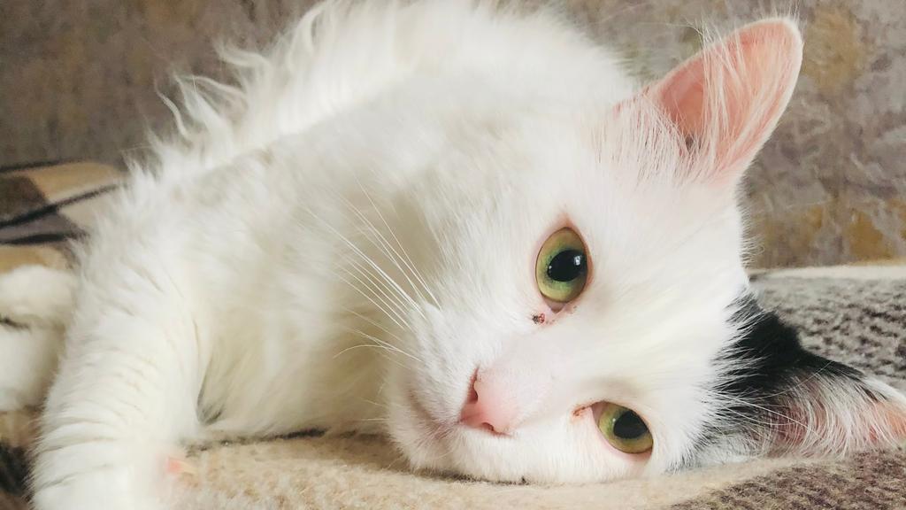 Turkish Van