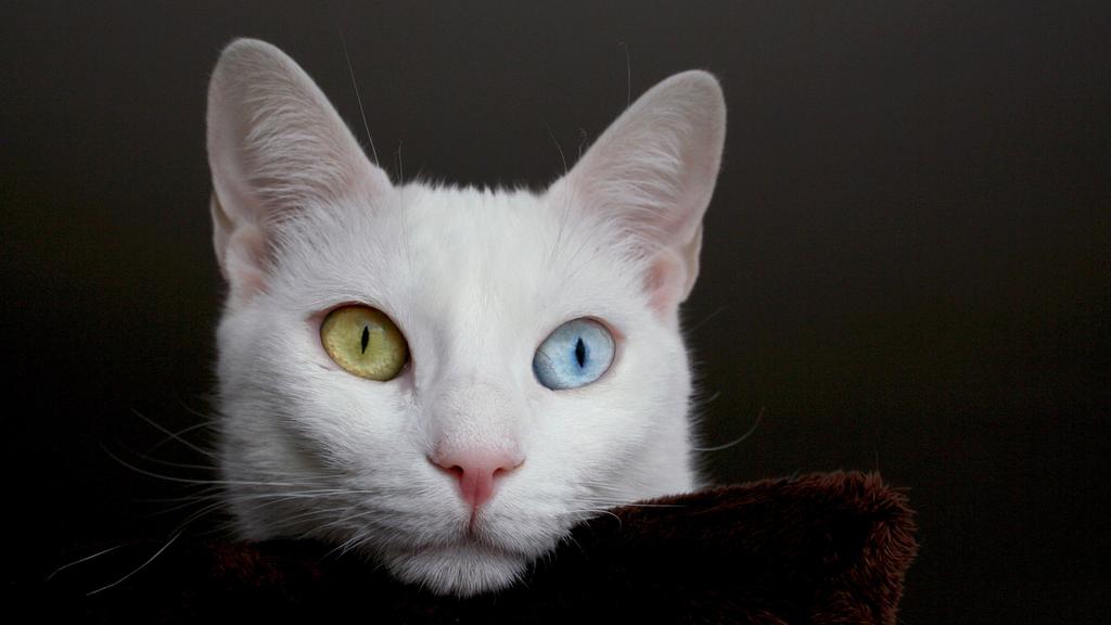 Turkish Van
