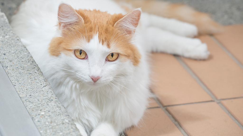 Turkish Van