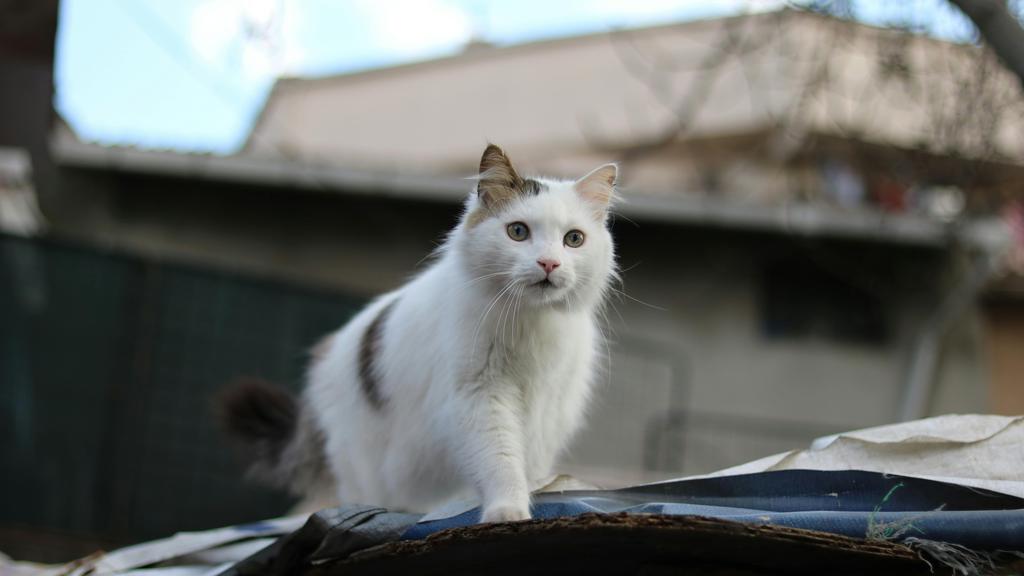 Turkish Van