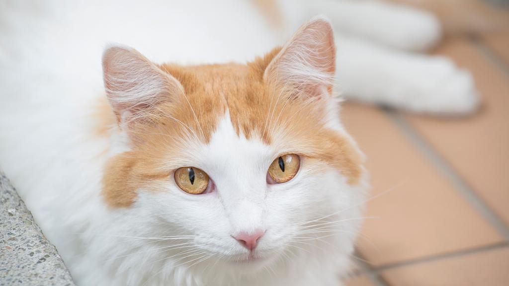 Turkish Van