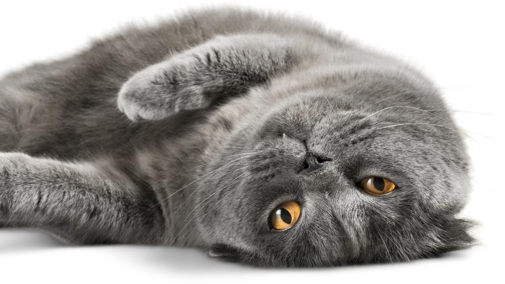 Financial Considerations icon