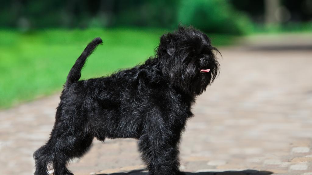 Grooming & Health icon