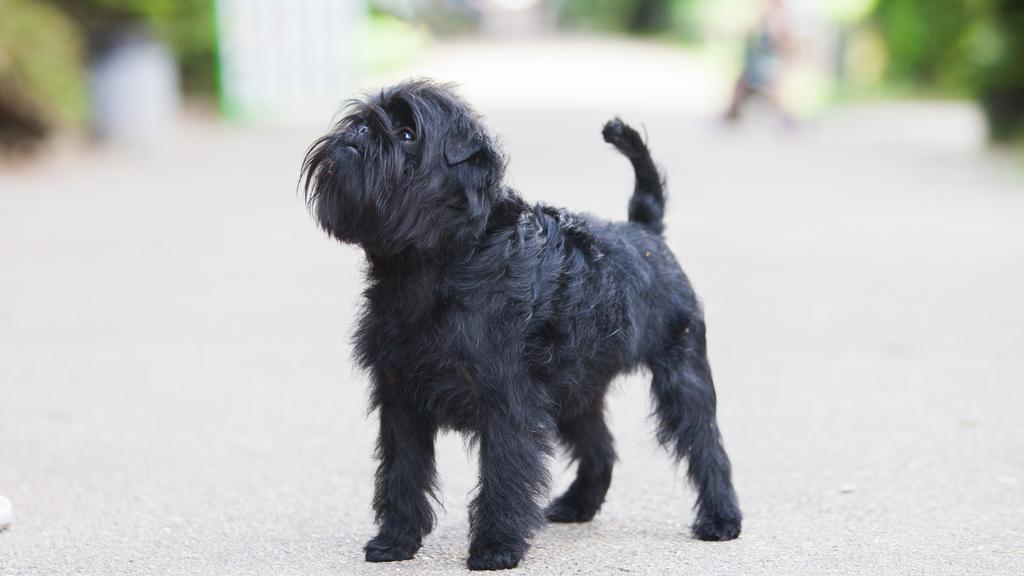 Affenpinscher