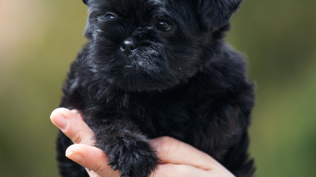 Affenpinscher