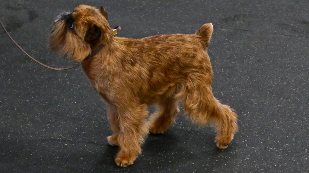 Affenpinscher