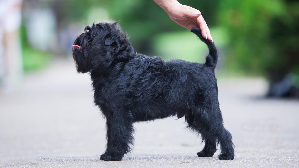 Adoption vs. Breeder Considerations icon