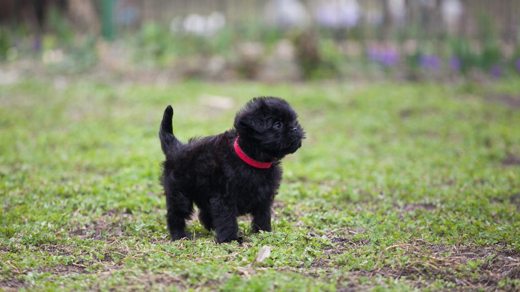 Affenpinscher