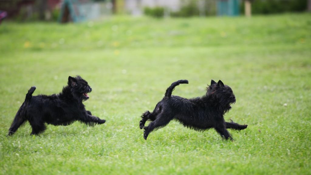 Suitability for First-Time vs. Experienced Owners icon