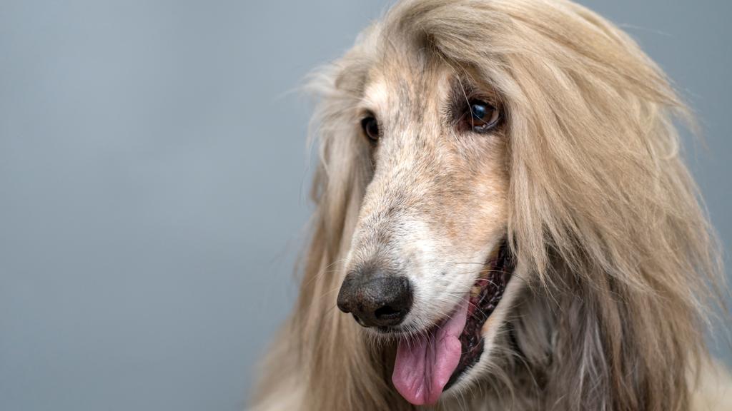 Life Stage Considerations icon