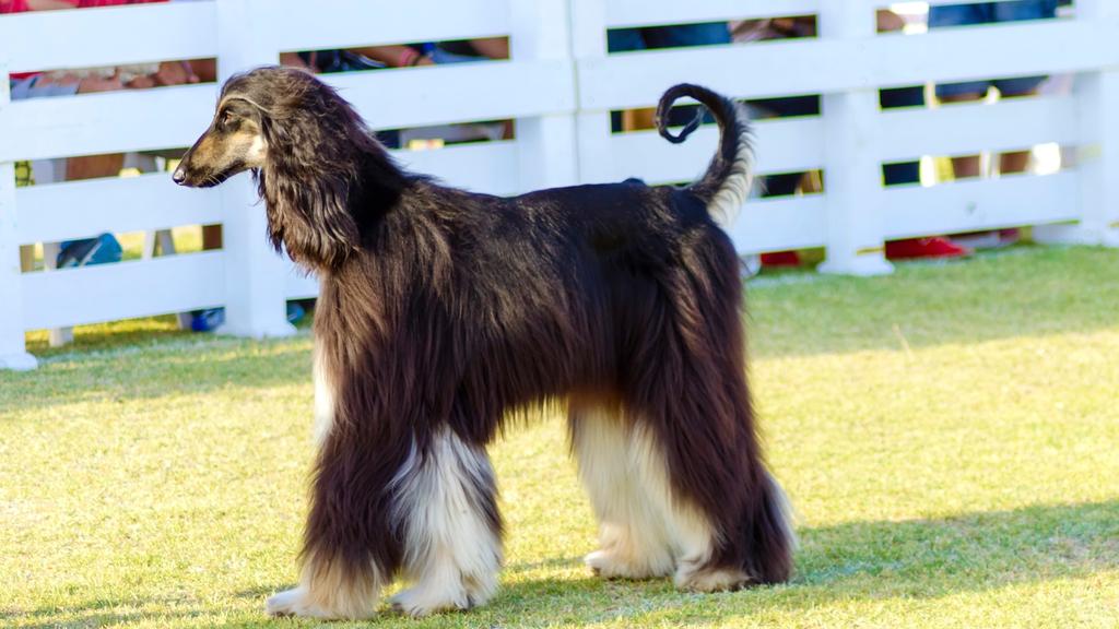 Afghan Hound