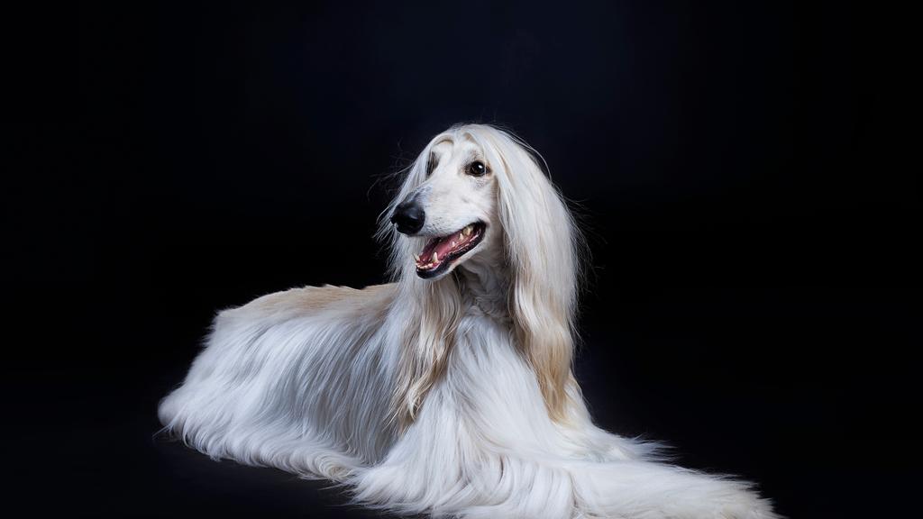 Afghan Hound