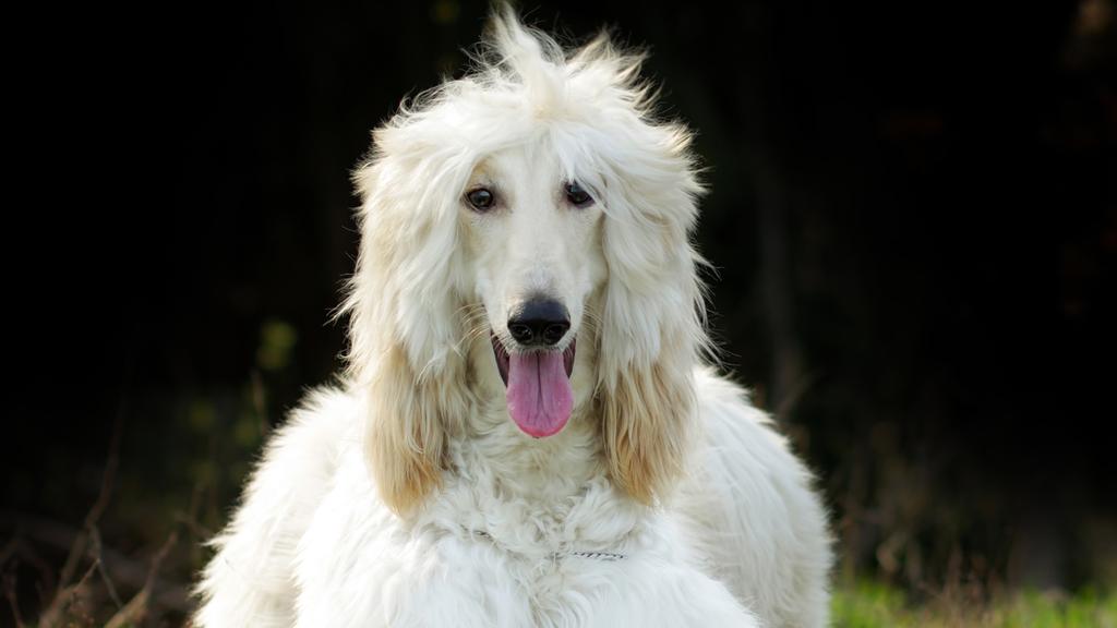 Afghan Hound