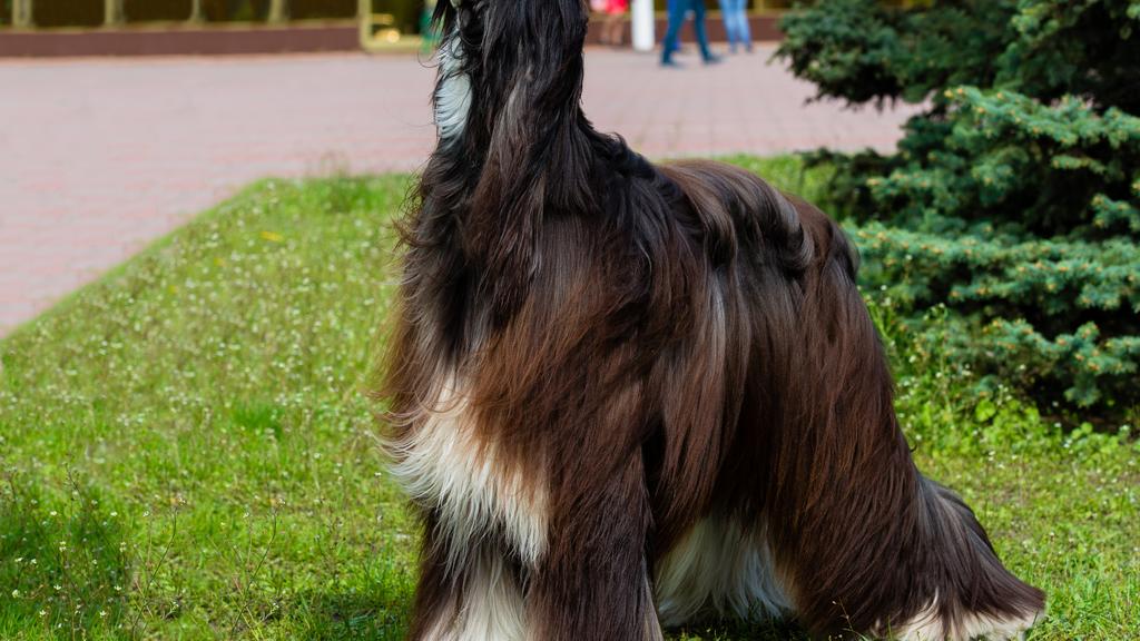 Basic Information icon