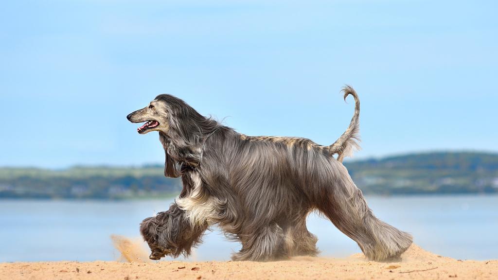 Afghan Hound