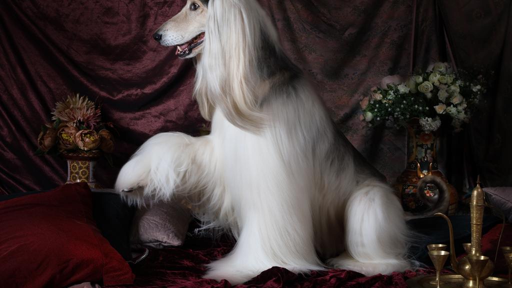 Afghan Hound
