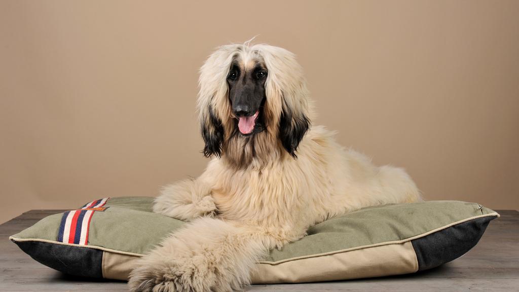 Afghan Hound
