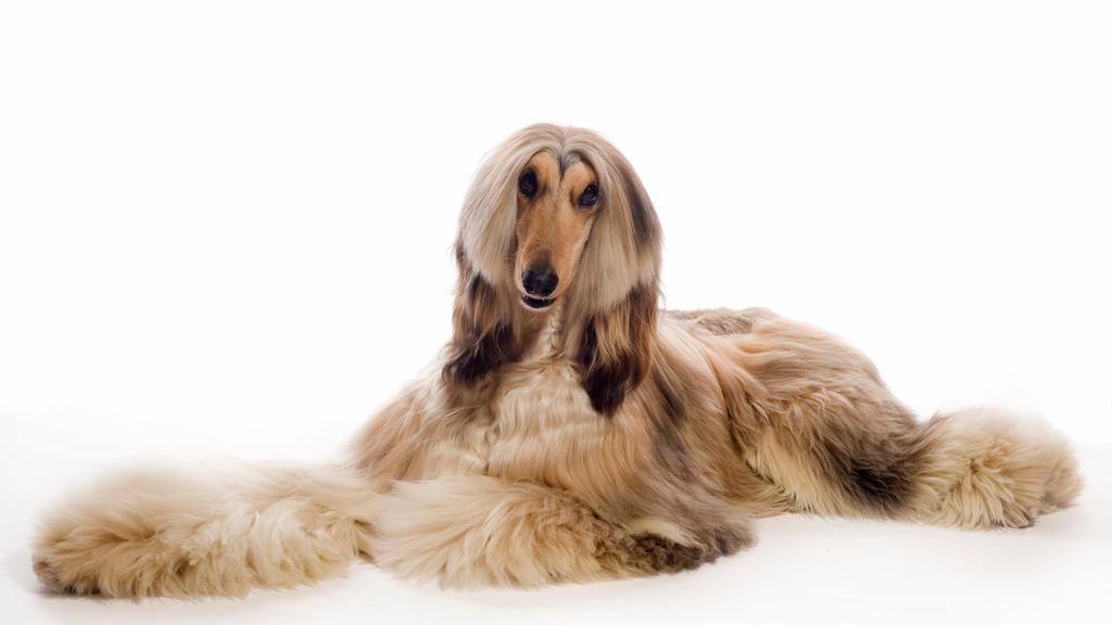 Temperament & Behavior icon