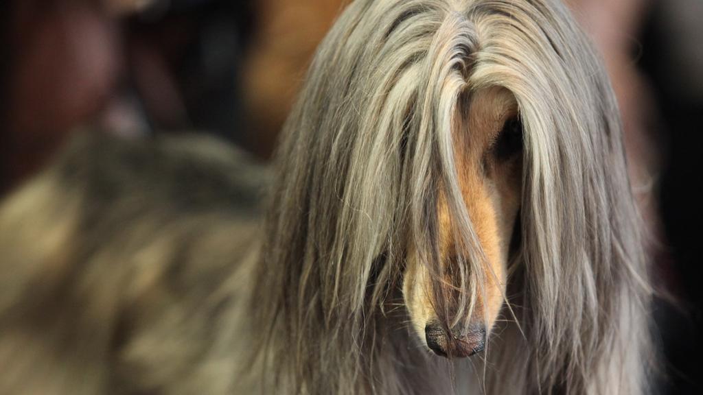 Afghan Hound