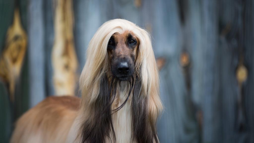 Afghan Hound