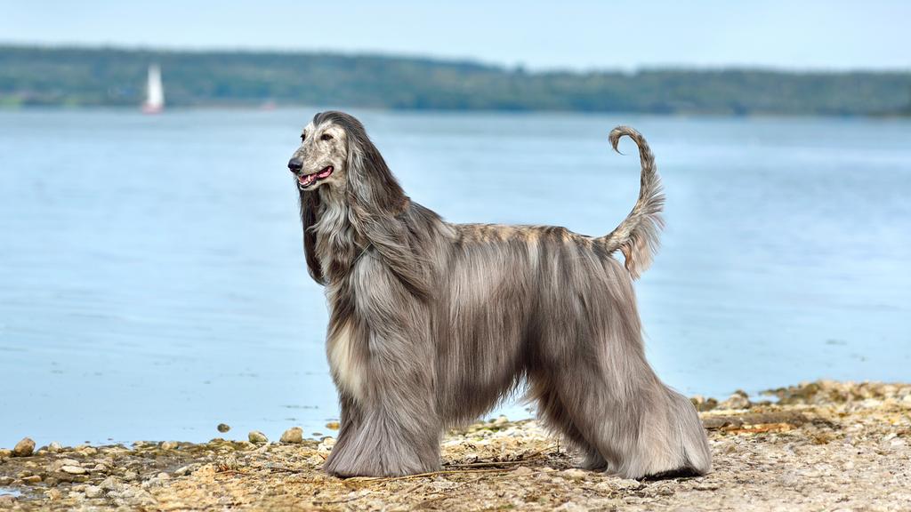 Financial Considerations icon