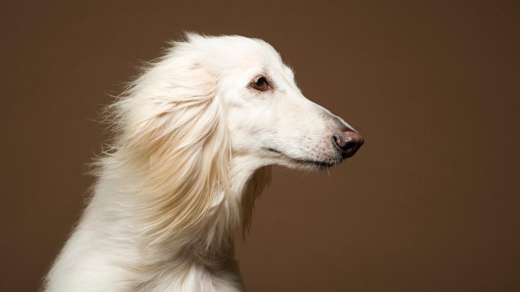 Afghan Hound