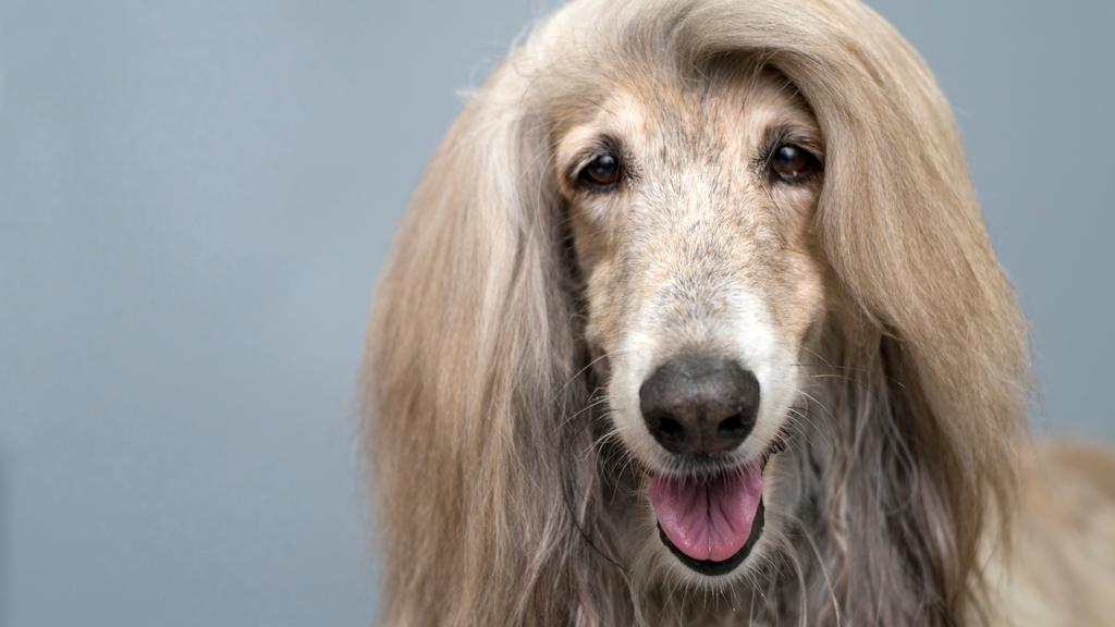 Adoption vs. Breeder Considerations icon