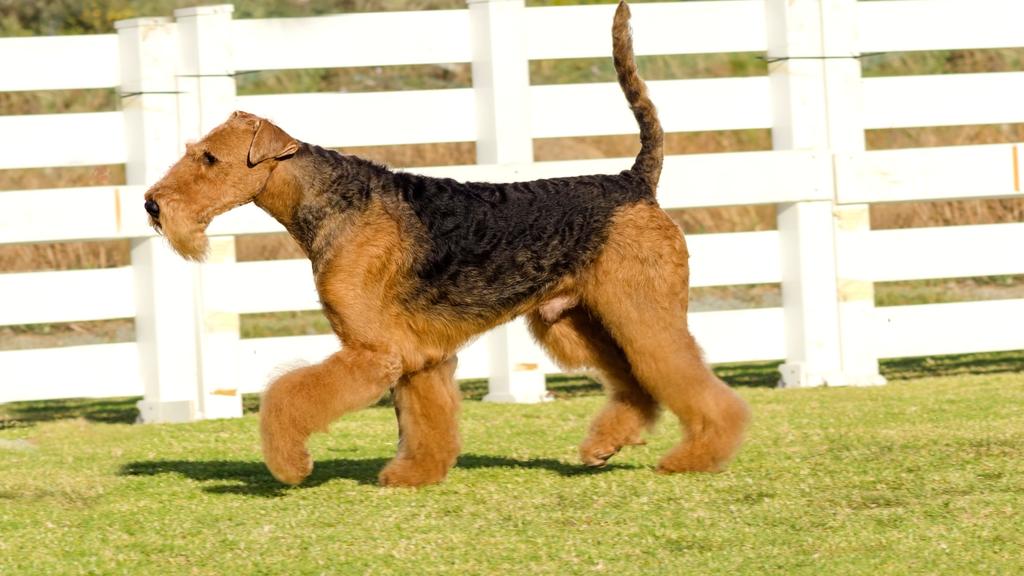 Airedale Terrier